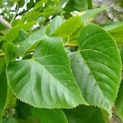 Липа мелколистная в Коломне