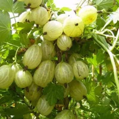 Крыжовник ИНВИКТА в Коломне