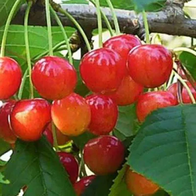 Черешня ДОНЧАНКА в Коломне