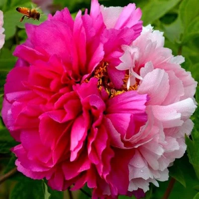 Пион ДВЕ СЕСТРЫ древовидный в Коломне