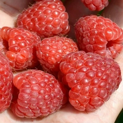 Малина ХЕРИТЕЙДЖ в Коломне