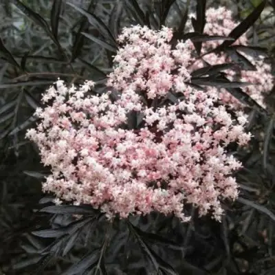 Бузина черная БЛЭК ЛЕЙС ЕВА в Коломне