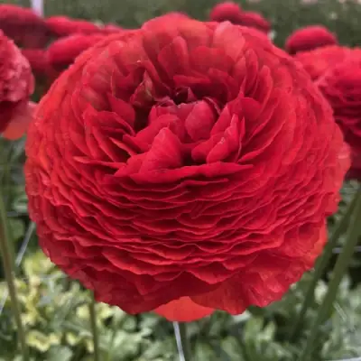 Ранункулюс ГЕТ ЛАКИ романс в Коломне