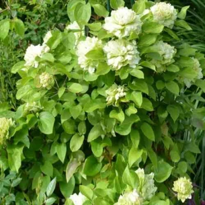 Клематис КОХАНА в Коломне