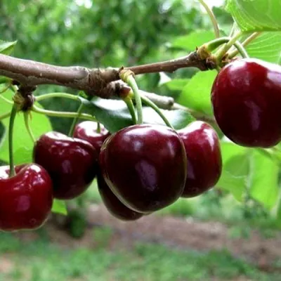 Вишня МОРОЗОВКА в Коломне