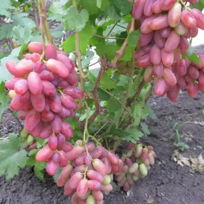 Виноград ЮЛИАН в Коломне