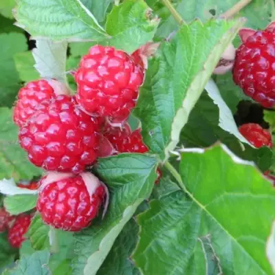 Ежемалина РЕД ДАЙМОНД в Коломне