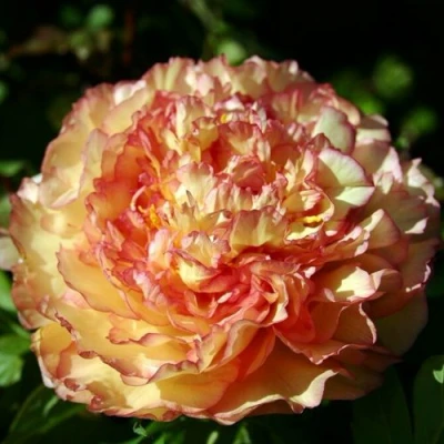 Пион ЗОЛОТАЯ РОССЫПЬ древовидный в Коломне