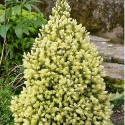 Ель МАЙГОЛД колючая в Коломне