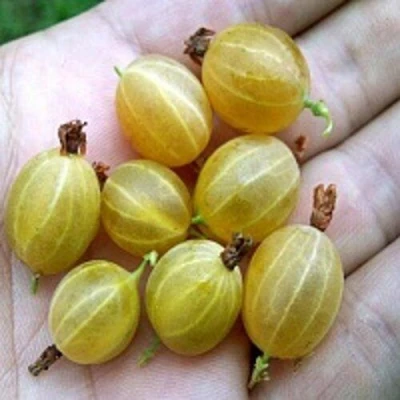 Крыжовник ЯРОВОЙ в Коломне
