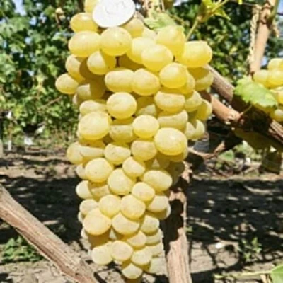 Виноград КИШМИШ ЗОЛОТЦЕ в Коломне