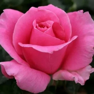 саженцы розы Эйфелева башня