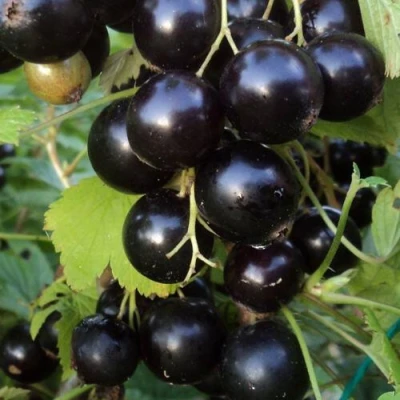 Смородина чёрная ВИНОГРАДНАЯ в Коломне