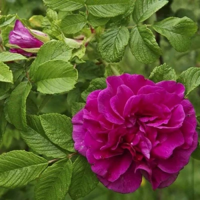 Шиповник ХАНСА в Коломне