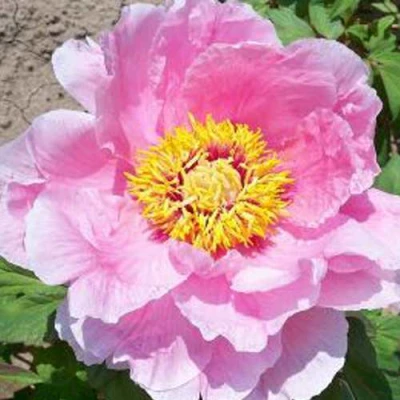 Пион МАРАМАЦУ-ЗАКУРА древовидный в Коломне