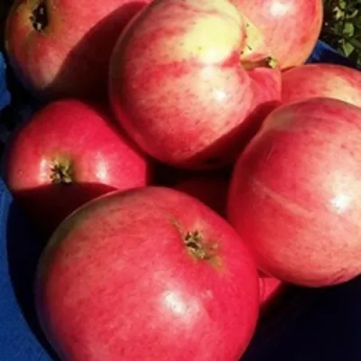 Яблоня СУЙСЛЕПСКОЕ (МАЛИНОВКА) в Коломне