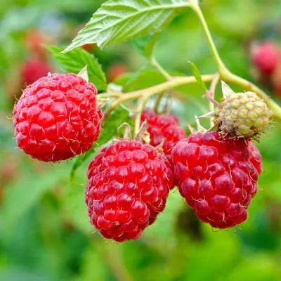 Малина РУБИФОЛ в Коломне