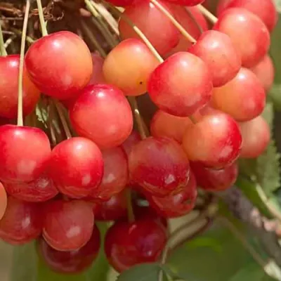 Черешня ЮЛИЯ в Коломне