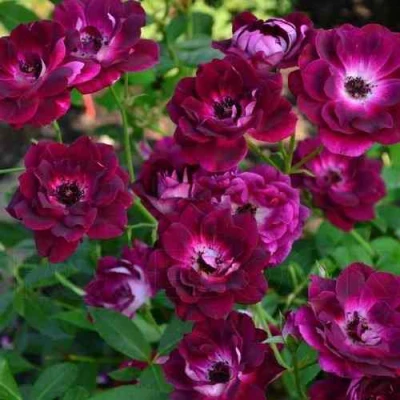 Роза БУРГУНДИ АЙС флорибунда в Коломне