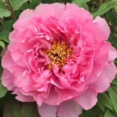 Пион РОЗОВЫЙ ЛОТОС древовидный в Коломне