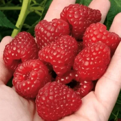 Малина РУБИФОЛ в Коломне