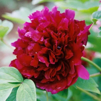 Пион ГАЛАКТИКА травянистый в Коломне