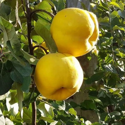 Айва МАРИЯ в Коломне