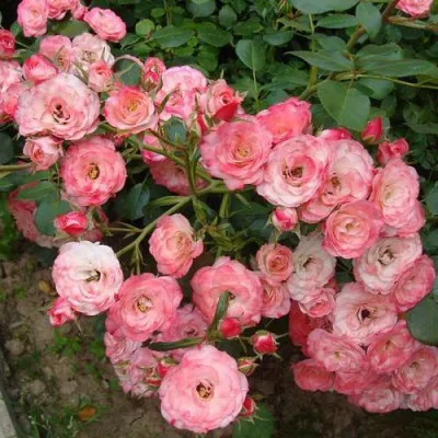 Роза ПАТ ДЕ ВЕЛЮР шраб в Коломне