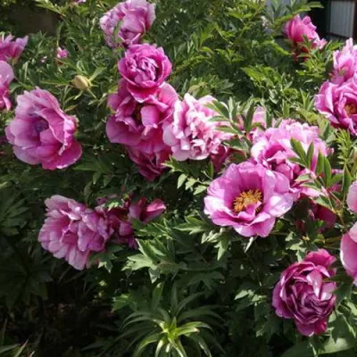 Пион ВРАТА ХРАМА древовидный  в Коломне