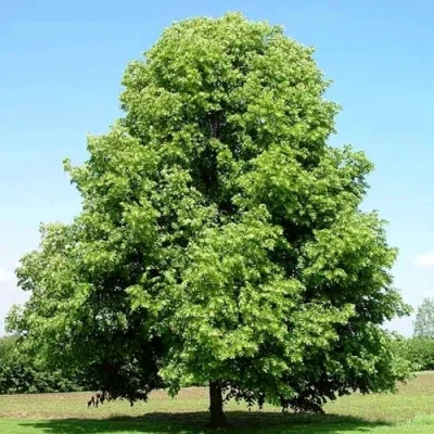 Липа мелколистная в Коломне