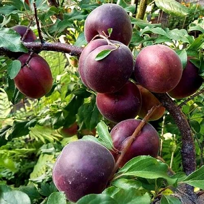 Шарафуга БЕЛЛА РОЯЛЬ в Коломне