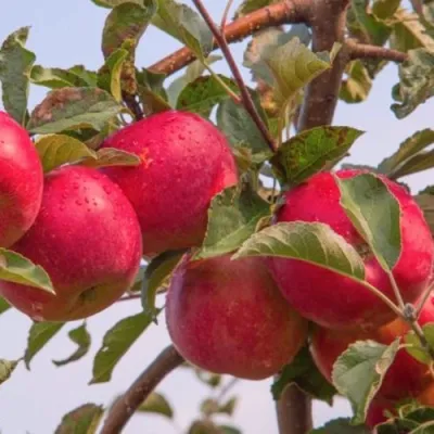 Яблоня РОЖДЕСТВЕНСКОЕ в Коломне