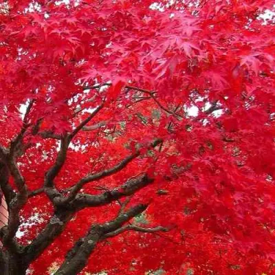 Клен гиннала  в Коломне