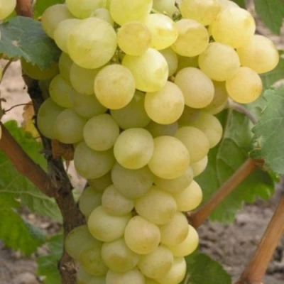 Виноград АВГУСТИН в Коломне