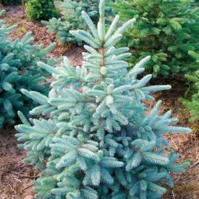 Ель КЕЙБАБ колючая в Коломне