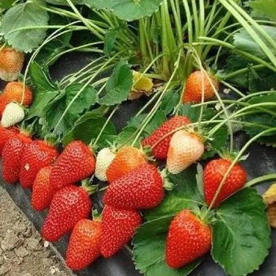 Клубника РОКСАНА в Коломне