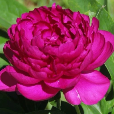 Пион БАРХАТ НОЧИ травянистый в Коломне