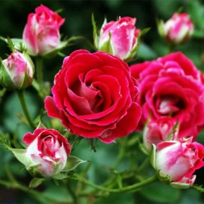 Роза ШОНЕ КОБЛЕНЦЕРИН флорибунда в Коломне