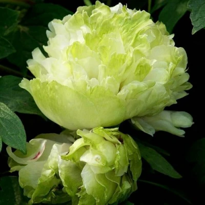 Пион ЗЕЛЕНЫЙ ШАР древовидный в Коломне