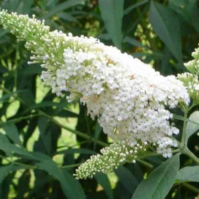 Буддлея давида ВАЙТ ПРОФЬЮЖН в Коломне