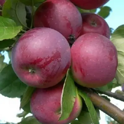 Яблоня ПОЛОНЕЗ (ПАЛАНЭЗ) в Коломне
