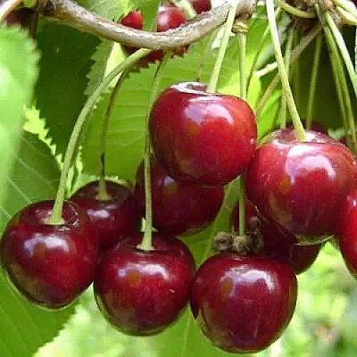 Вишня ХАРИТОНОВСКАЯ в Коломне