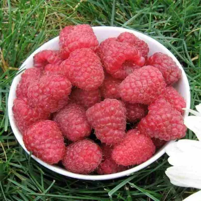 Малина КАРАМЕЛЬНАЯ в Коломне