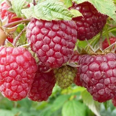 Малина ПОЛЬКА (ПОЛКА) в Коломне