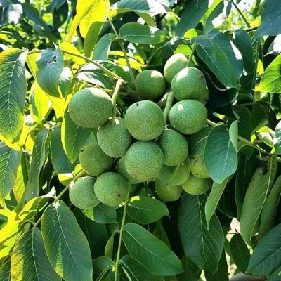 Грецкий орех  ИЗЯЩНЫЙ в Коломне