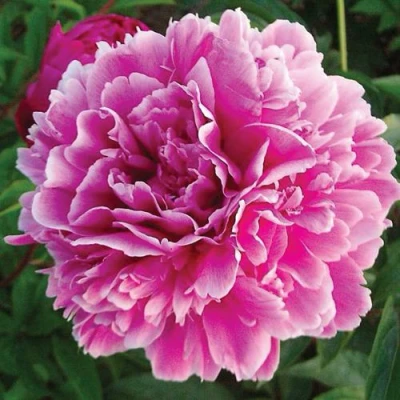 Пион ПУРПУРНАЯ ФЕЕРИЯ травянистый в Коломне