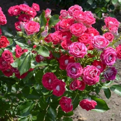 Роза ШОНЕ КОБЛЕНЦЕРИН флорибунда в Коломне