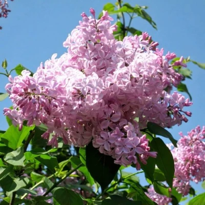 Сирень БУФФОН в Коломне