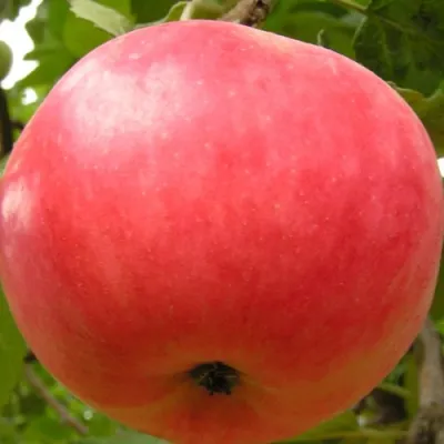 Яблоня СУЙСЛЕПСКОЕ (МАЛИНОВКА) в Коломне