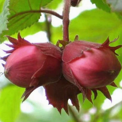 Фундук АЙВЕНГО в Коломне